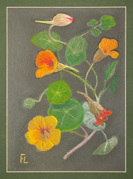 Nasturtiums.JPG
