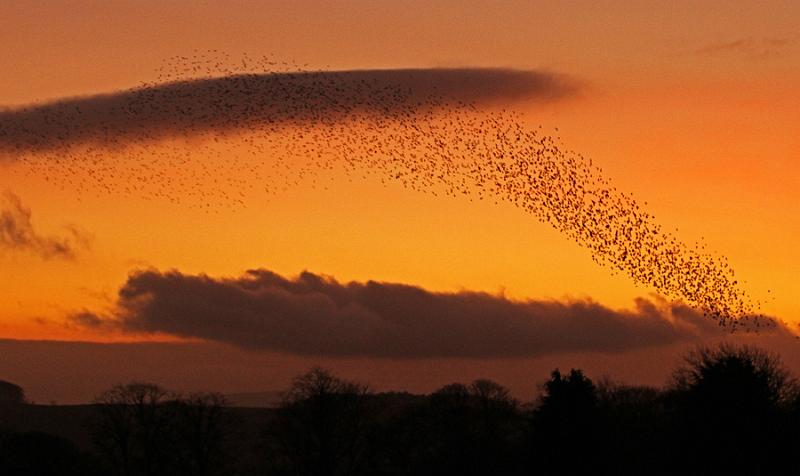 6679007803_f640f55df7_b.jpg - "Evening Roost Flight" - by Andy Holden