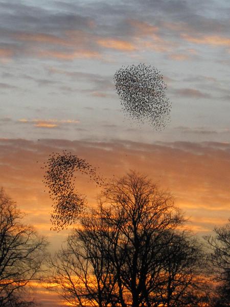 OrangeSky.JPG - "Two Groups Against the Orange Sky" - by Elizabeth Robertshaw