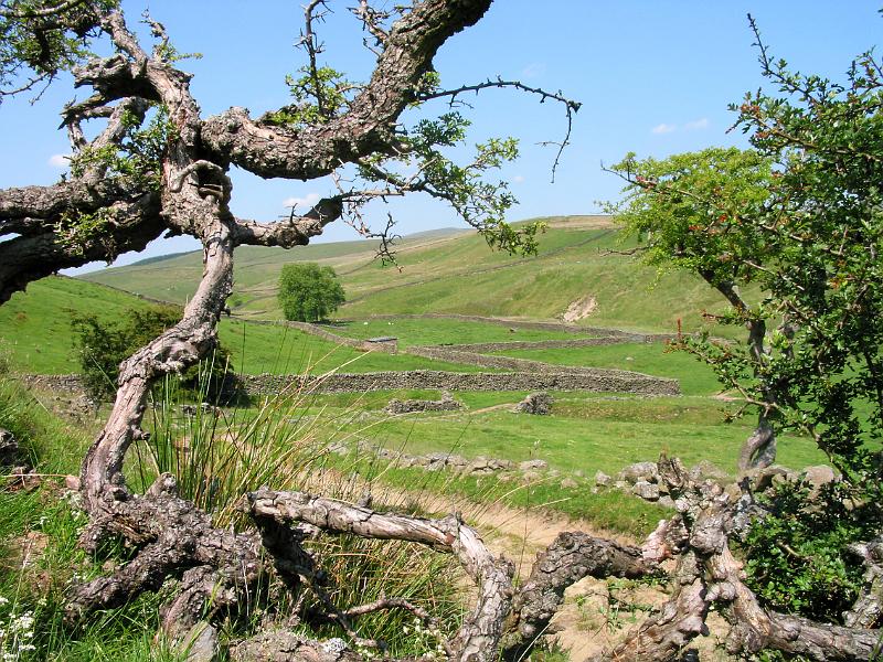 Upper-LP-Beck-Valley.jpg - "Gnarled"   - by Gavin Dewar. Old hawthorn bush and the upper valley of Long Preston Beck